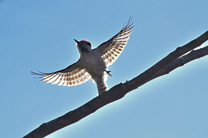 mindre hackspett flyktbild