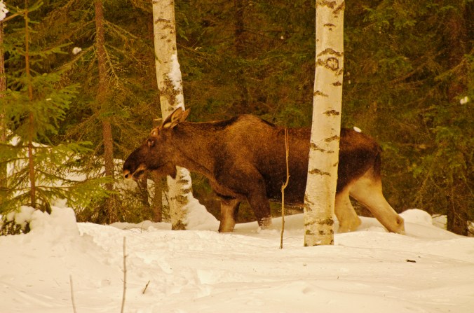 älgtjur- i djup snö