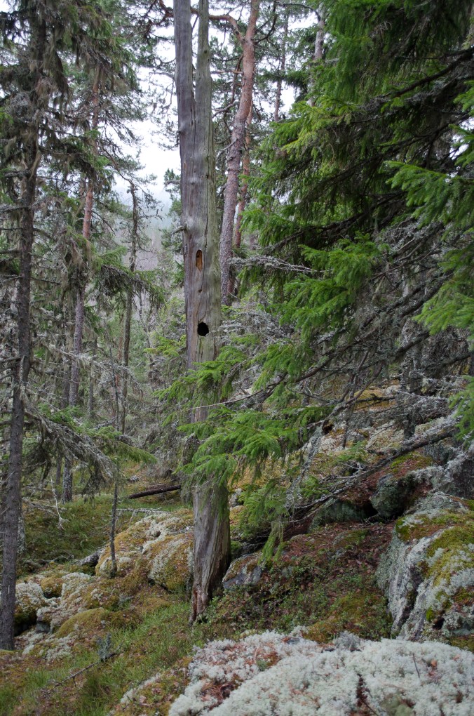 DSC_0427_redigerad-1