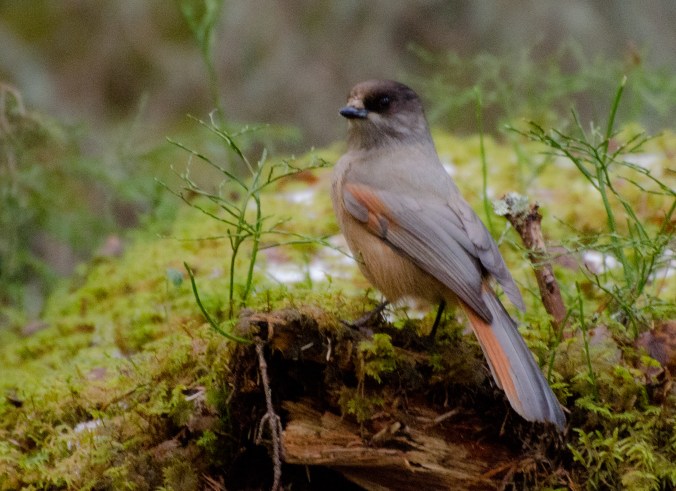 DSC_4783_redigerad-1