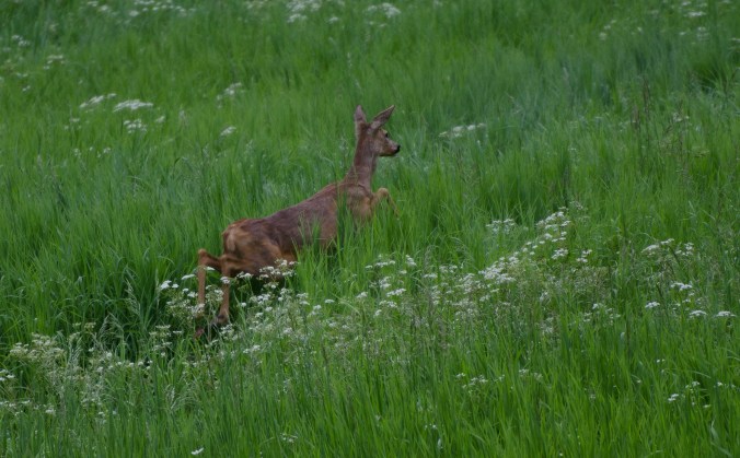rådjur på sommaräng