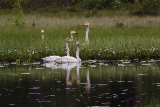 sångsvanar_redigerad-1