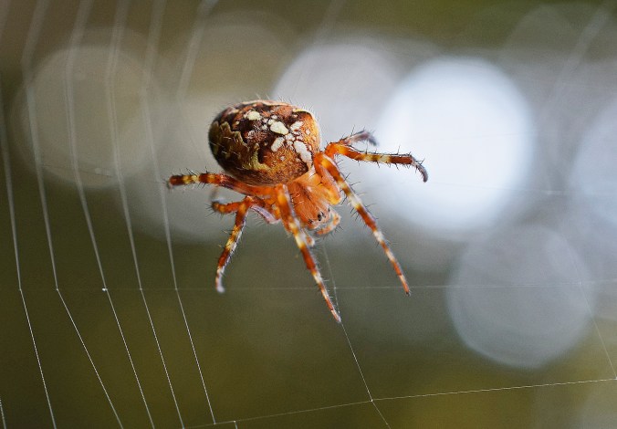 korsspindel1