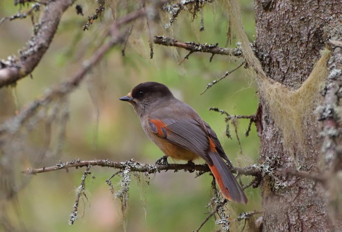 Blyberget lavskrika4a