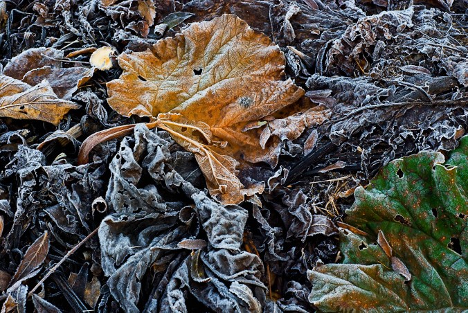 frost i grönsakslandet 3a