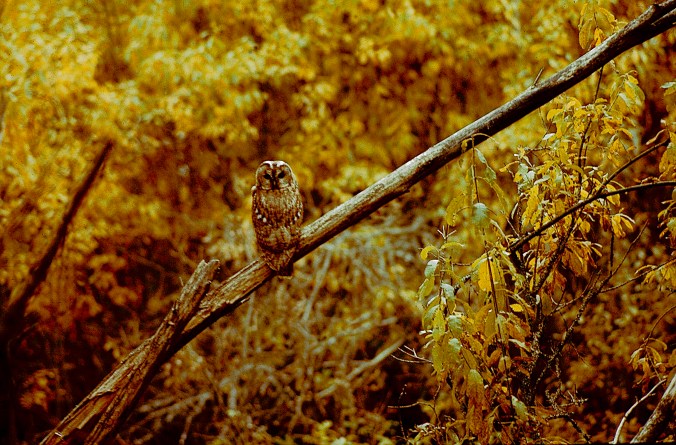 kattuggla järnmyren (2)a