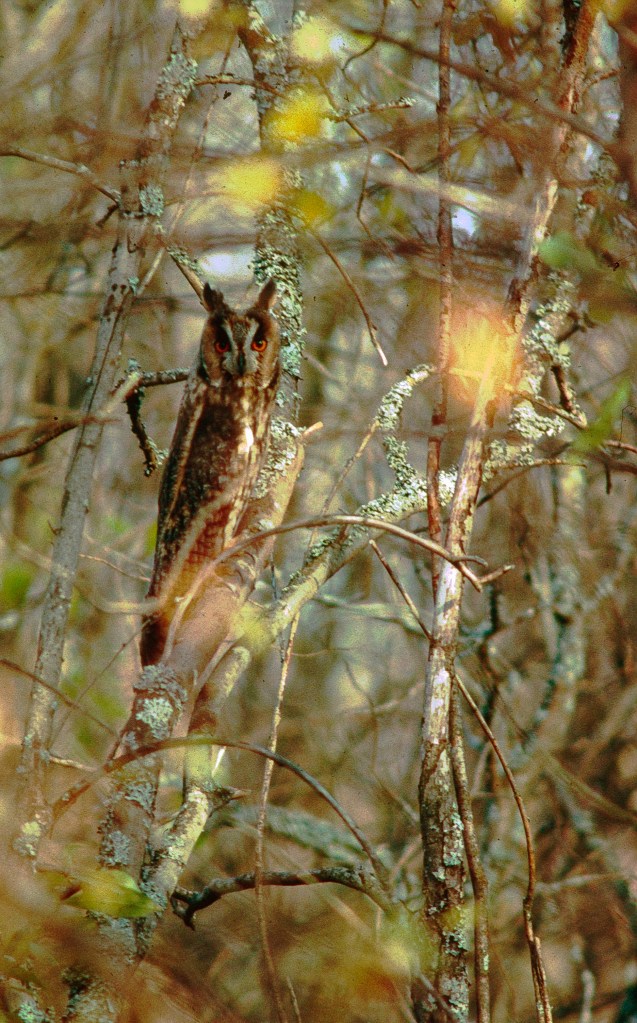 Diverse naturfoto_001_046