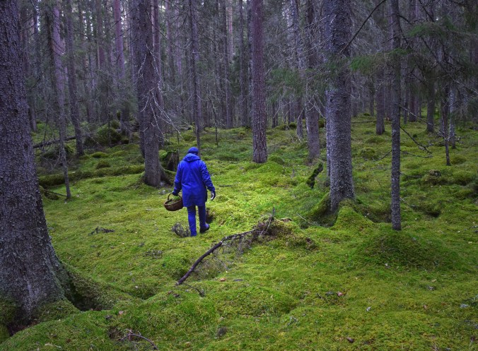 Wallenbergsskogen1_redigerad-2