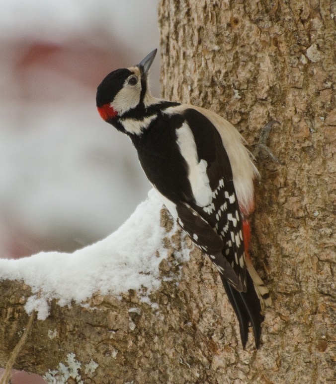 större hackspett_redigerad-1