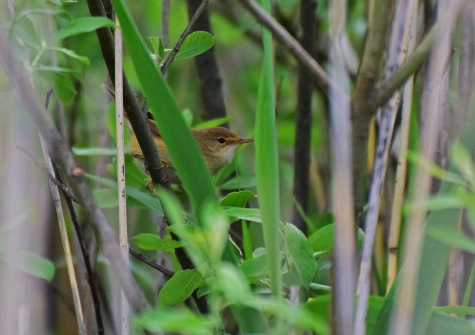 Sävsångare Mödänge