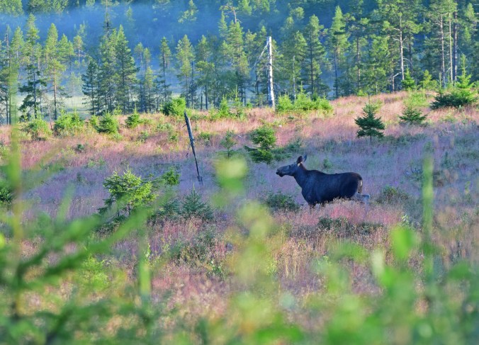 älg på hygge med kruståtel-1_1
