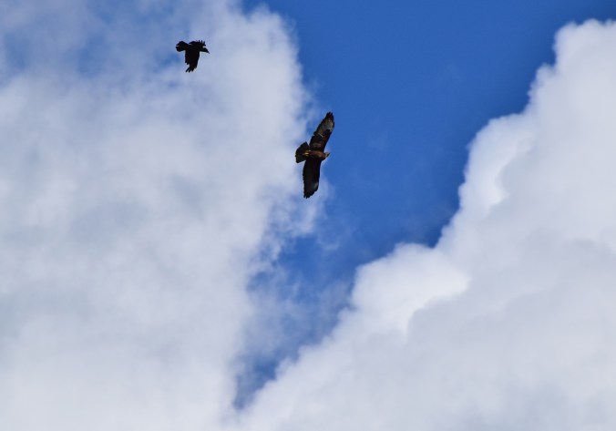 ormvråk  och kråka