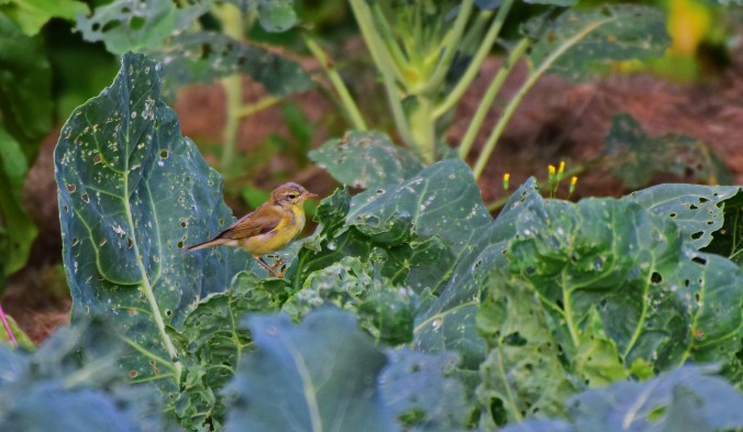 medhjälpare i trädgården