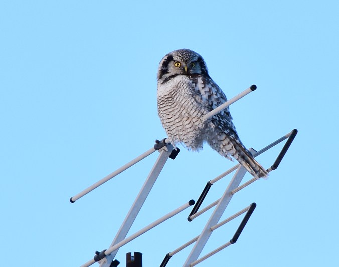 hokuggla_redigerad-1