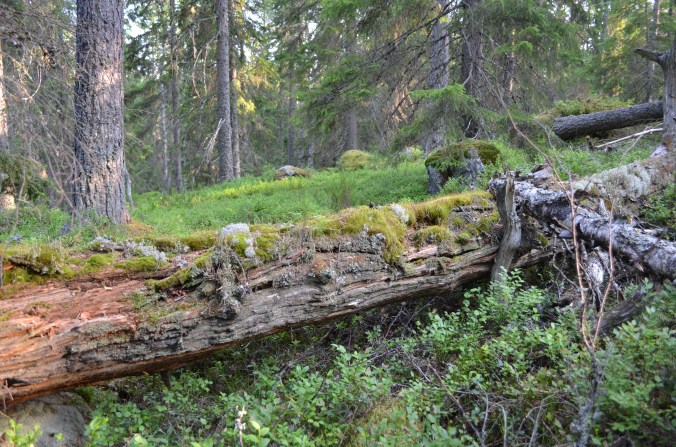 låga sågtjärnsberget