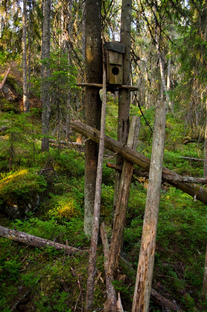 Mårdfälla sågtjärn1