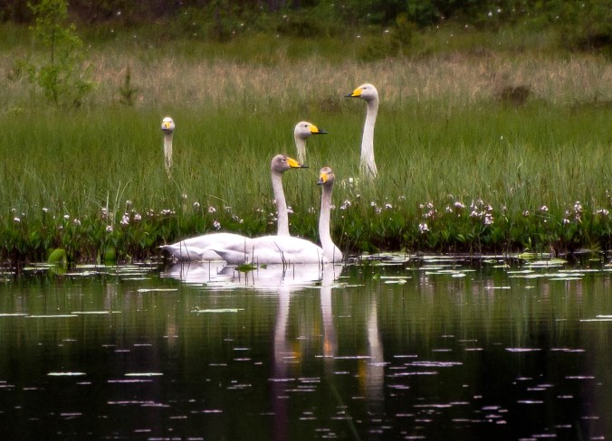 Sågtjärnsskogen sångsvan 11_3
