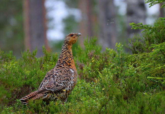 Sågtjärnsskogen tjäder_3