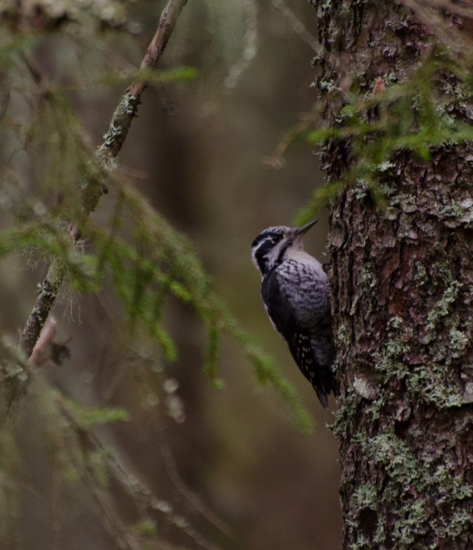 Tretåig hackspett Blyberget