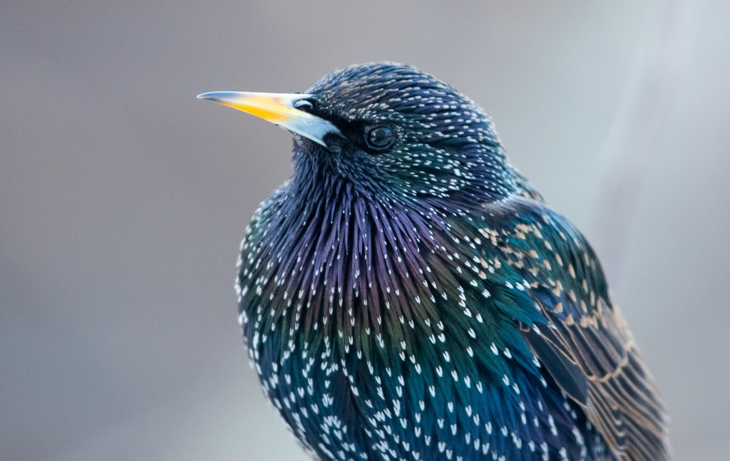 Starens vårdräkt skimrar i metallglans
Foto: Torbjörn Alsing